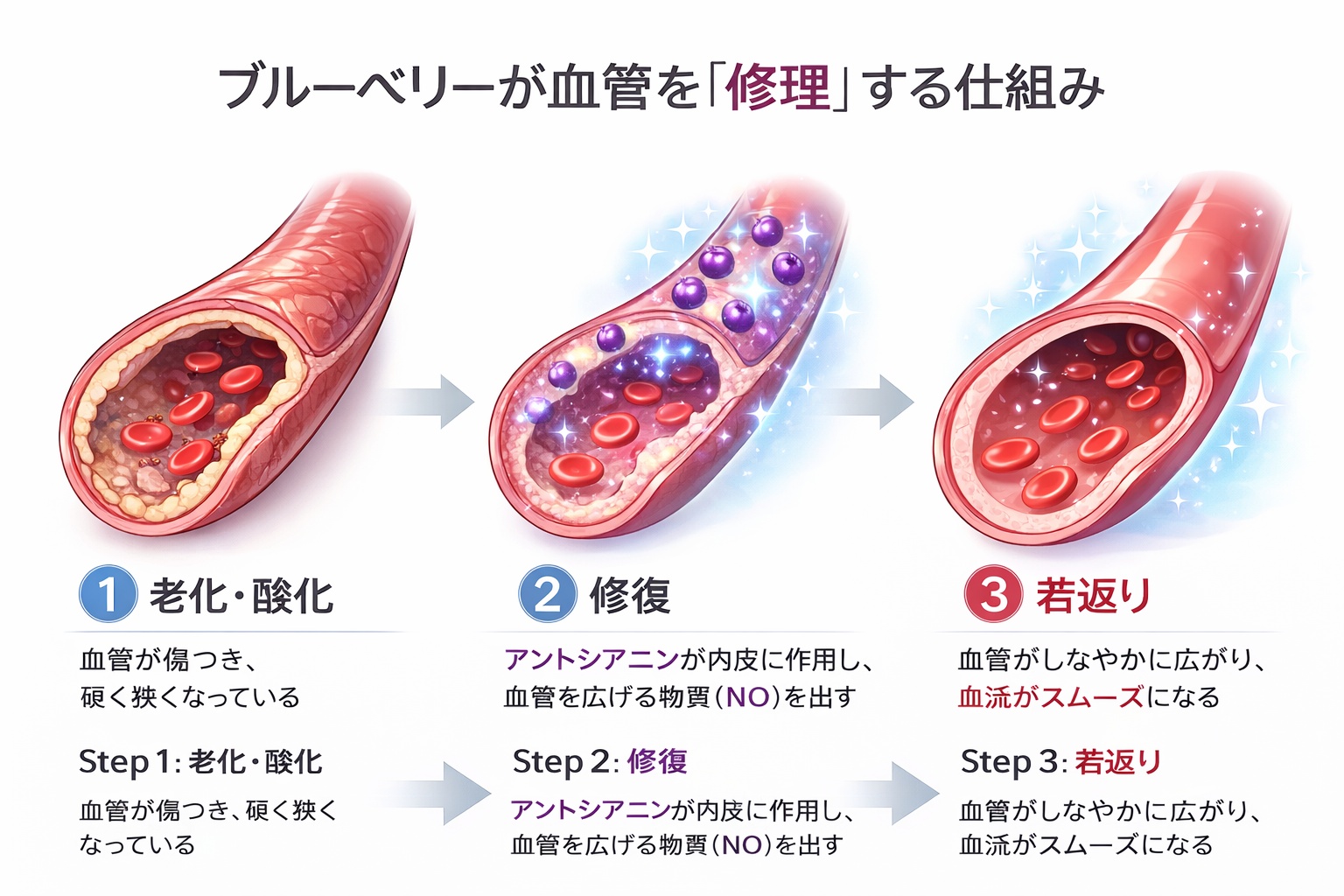 アントシアニンが血管内皮機能を改善し、血管を拡張させて血流を良くするメカニズムの図解