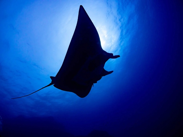 売ってないなら召喚せよ。エイの干物（宇宙人）を自作して食べる禁断のガイド