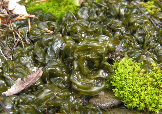 庭のイシクラゲは食べるな！30億年の「不気味なワカメ」の正体と安全な駆除法