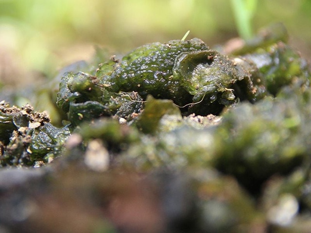 庭のイシクラゲは食べるな！30億年の「不気味なワカメ」の正体と安全な駆除法