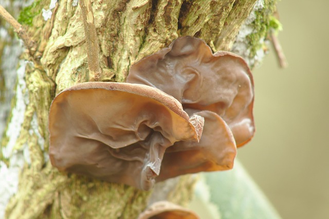 40代からの骨と血に。きくらげは「週末冷凍」で"食べるサプリ"になる