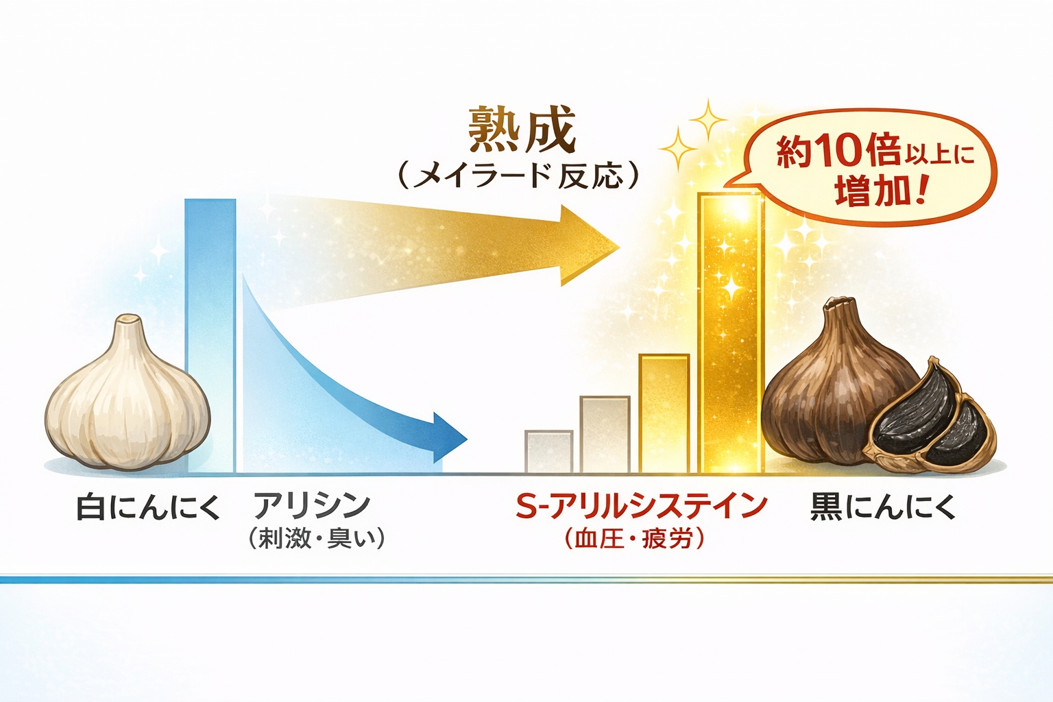 白にんにくが熟成されて黒にんにくになる過程で、刺激成分アリシンが減少し、健康成分S-アリルシステインが劇的に増加することを示す比較図解