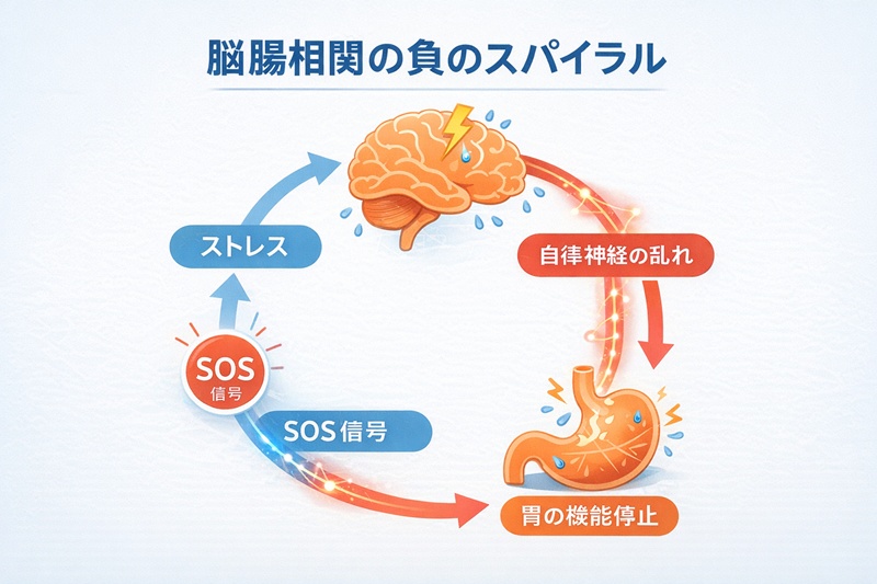 ストレスが自律神経を介して胃の機能低下を招き、それがさらに脳の不安を呼ぶ脳腸相関の悪循環図。